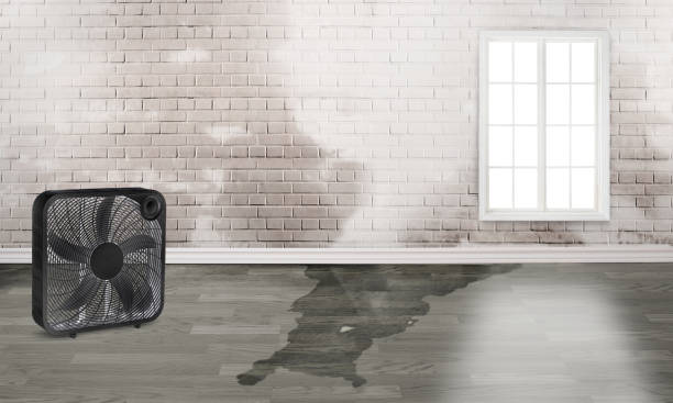 Best Carpet water damage restoration  in Ashton, ID